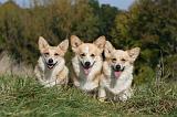 CORGI PEMBROKE 997